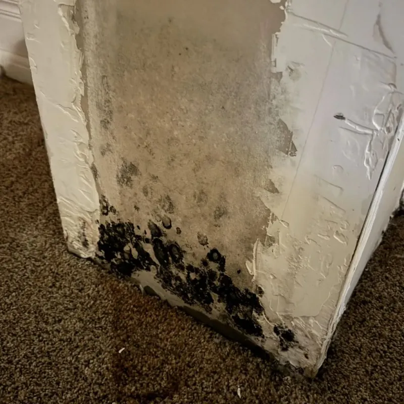 Professional Mold Removal in Akron, IN